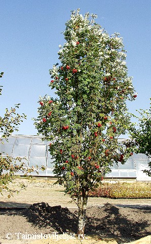 Sorbus aucuparia 'Fastigiata'